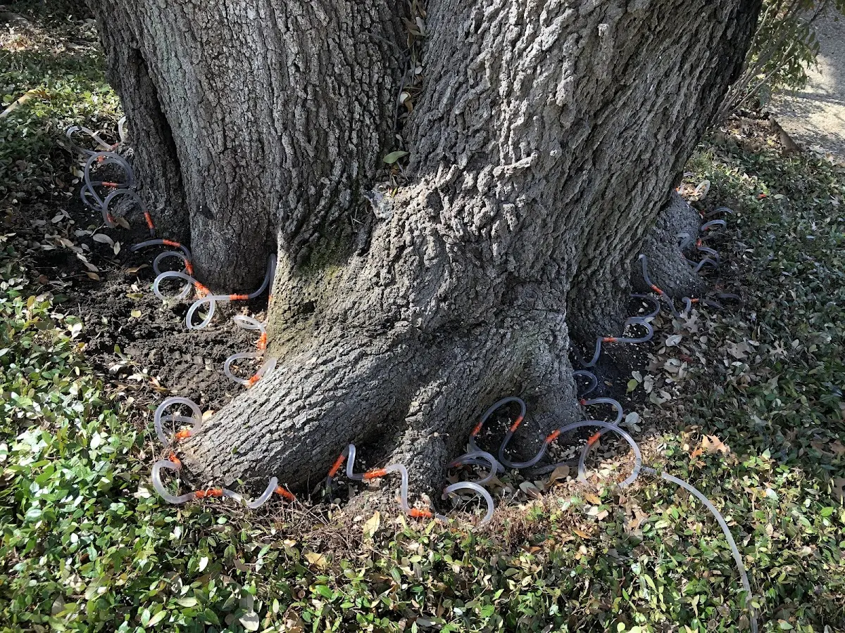Detailed Tree Cabling and Bracing job site in New Milford