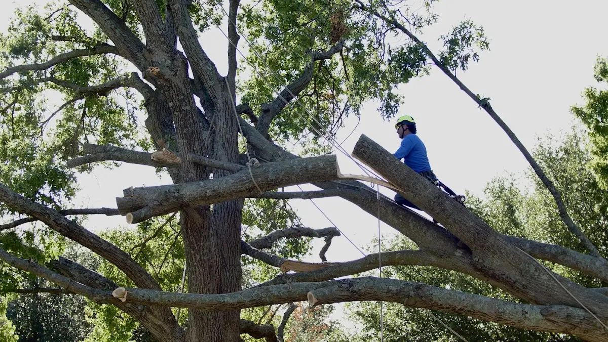 Professional Crown Thinning performed by certified arborists in New Milford